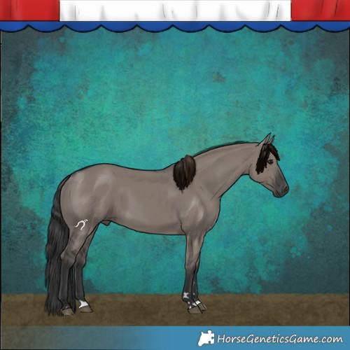 Horse Color:Grullo