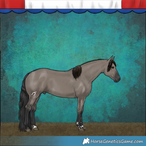Horse Color:Grullo 