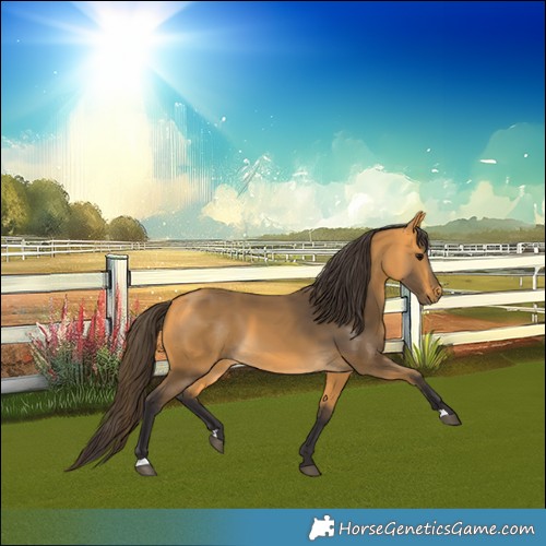 Horse Color:Buckskin