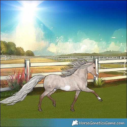 Horse Color:Silver Grullo Roan Frame 