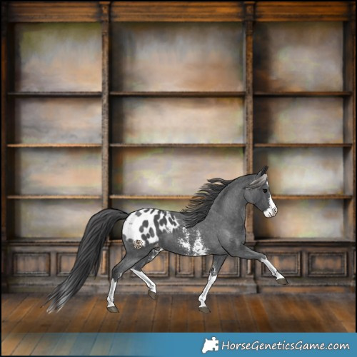 Horse Color:Black Sabino Splash Blanket