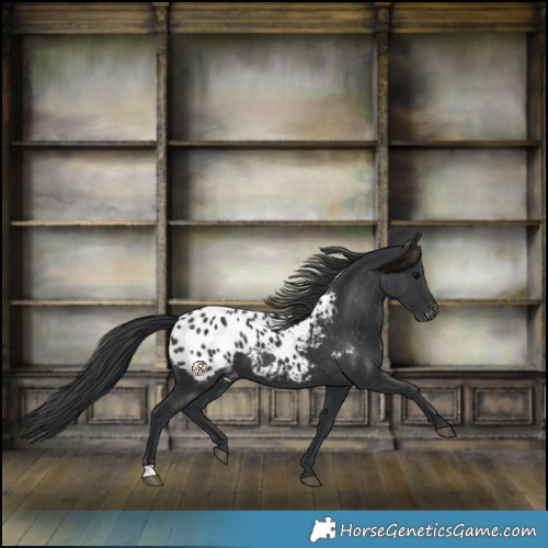 Horse Color:Black Blanket 