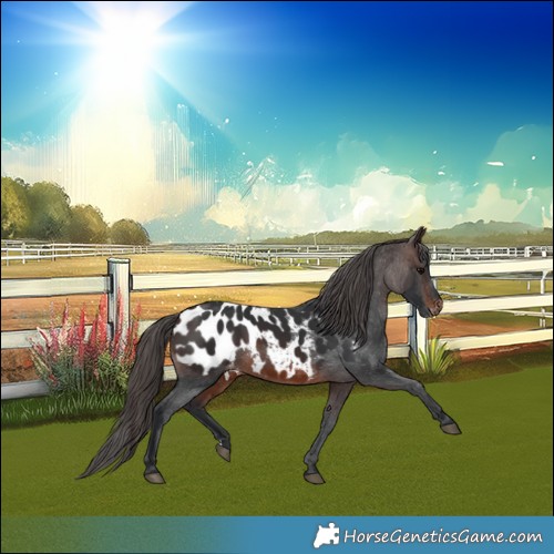Horse Color:Brown Appaloosa 