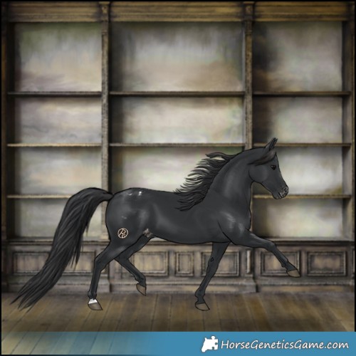 Horse Color:Black Varnish 