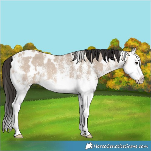 Horse Color:White Spotted Bay Dun Splash
