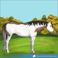 Horse Color:Brown Dun Splash Frame 