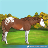 Horse Color:Chestnut Splash Appaloosa 