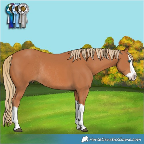 Horse Color:Chestnut Splash Rabicano 