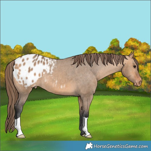 Horse Color:Bay Dun Appaloosa 