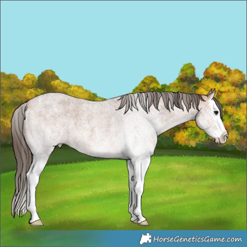 Horse Color:White Spotted Bay Roan Splash Varnish 