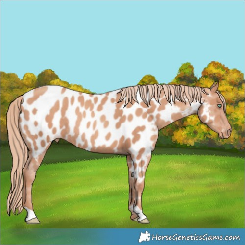Horse Color:Gold Champagne Appaloosa Rabicano 