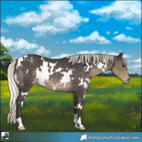 Horse Color:White Spotted Silver Smoky Black Appaloosa Rabicano 