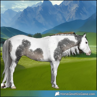 Horse Color:Black Splash Tobiano Snowflake Varnish 