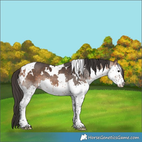 Horse Color:White Spotted Bay Splash Tobiano 