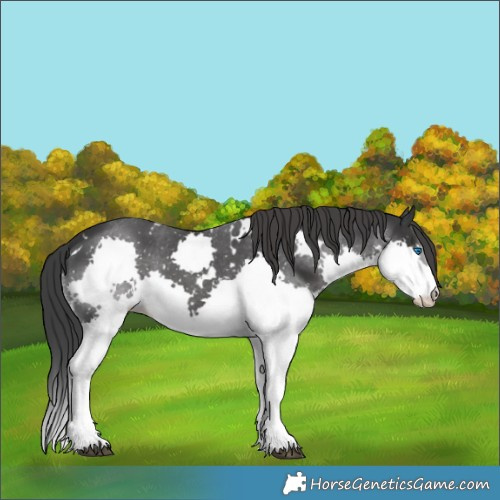 Horse Color:White Spotted Black Splash 