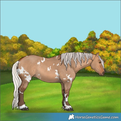 Horse Color:White Spotted Silver Bay Dun Rabicano 