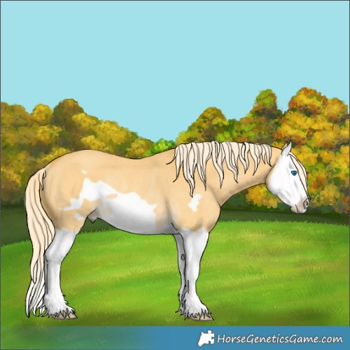 Horse Color:Palomino Dun Splash Frame Rabicano