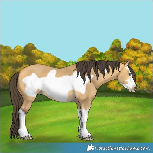 Horse Color:Buckskin Dun Splash Frame