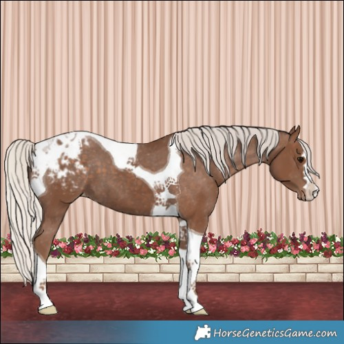 Horse Color:Silver Black Tobiano Varnish 