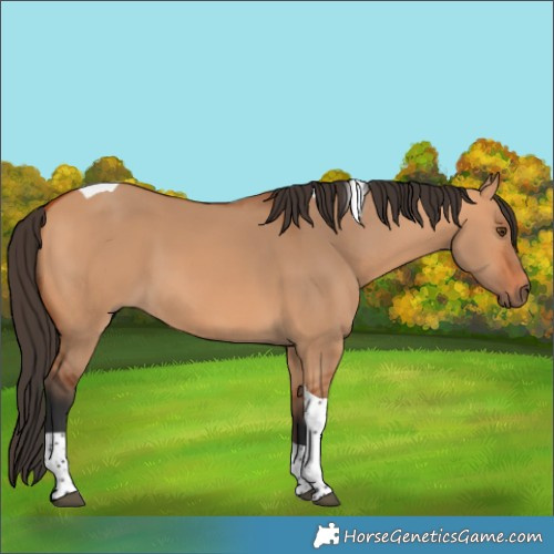 Horse Color:Unknown 