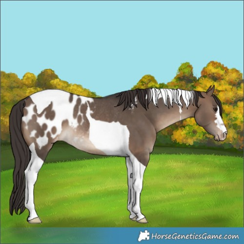 Horse Color:Brown Dun Tobiano Appaloosa Rabicano