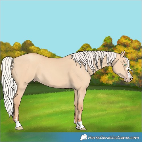Horse Color:Silver Amber Champagne Dun 