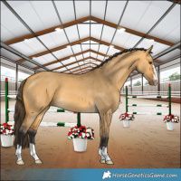 Horse Color:Buckskin Dun 