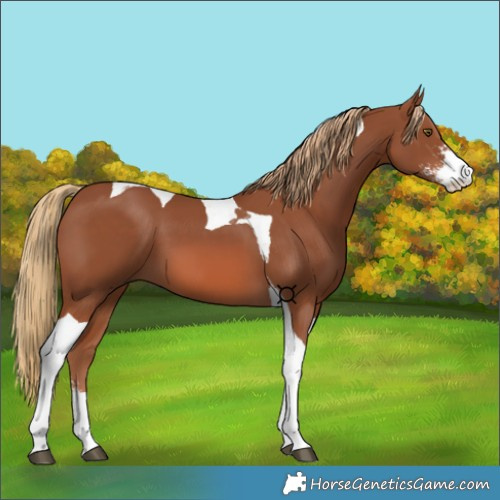 Horse Color:Chestnut Sabino Tobiano 
