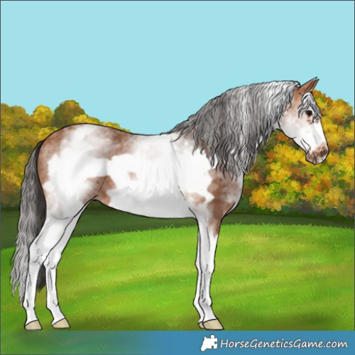Horse Color:White Spotted Bay Splash Frame 