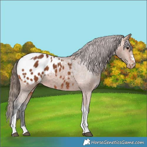 Horse Color:Bay Tobiano Blanket 
