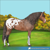 Horse Color:Bay Tobiano Appaloosa 