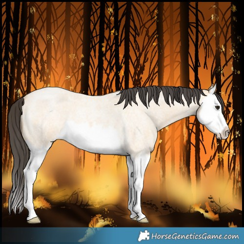 Horse Color:Buckskin Roan Splash 