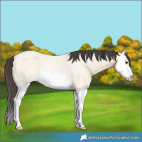 Horse Color:Buckskin Roan Splash 