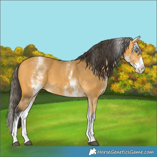Horse Color:White Spotted Buckskin Splash