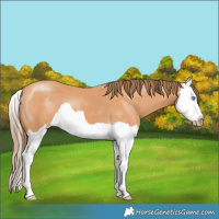 Horse Color:Gray Perlino Splash 
