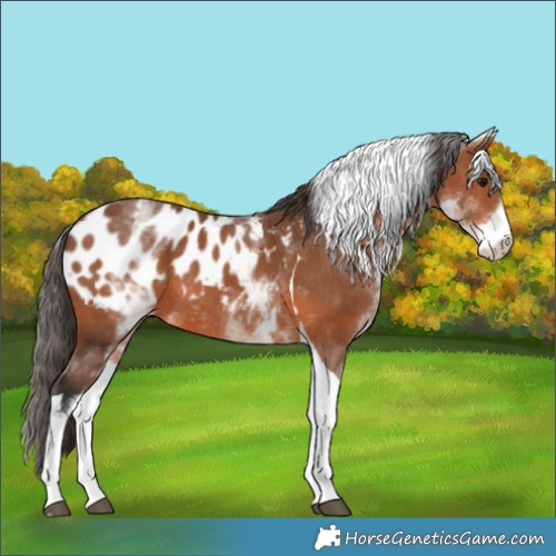 Horse Color:White Spotted Bay Tobiano Appaloosa Rabicano 