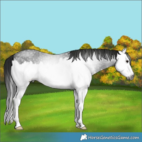 Horse Color:Gray Blue Roan Splash 