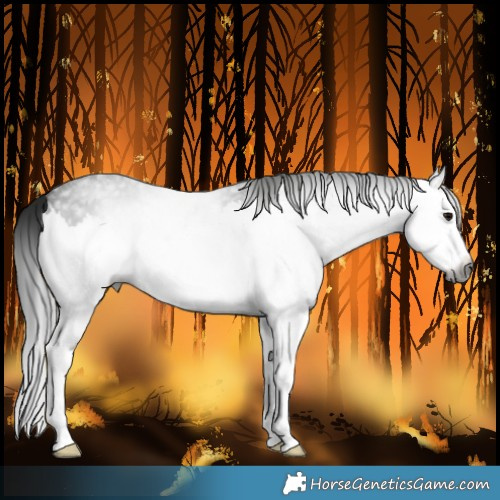 Horse Color:Gray Blue Roan Splash 
