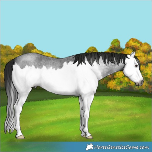 Horse Color:Gray Blue Roan Splash 