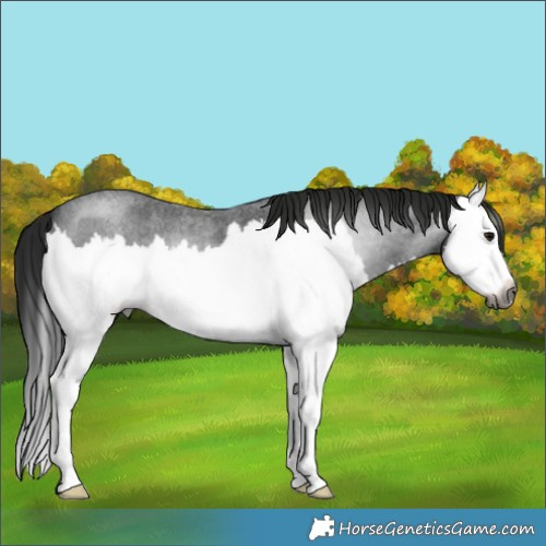 Horse Color:Gray Blue Roan Splash 