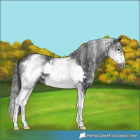 Horse Color:White Spotted Black Splash Frame 