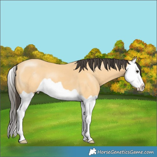 Horse Color:Buckskin Splash