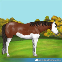 Horse Color:Gray Bay Splash 