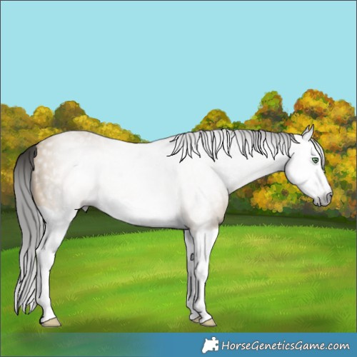 Horse Color:Gray Amber Cream Champagne Splash 