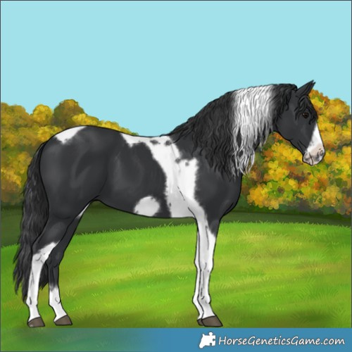 Horse Color:Black Tobiano Frame 