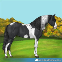 Horse Color:Black Tobiano Frame