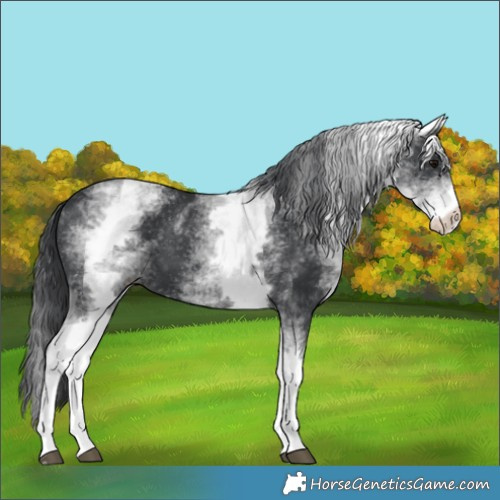 Horse Color:White Spotted Black