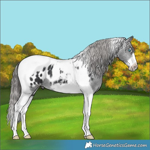 Horse Color:Black Splash Tobiano Frame Blanket