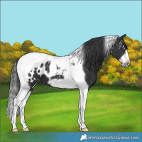 Horse Color:Black Splash Tobiano Frame Appaloosa