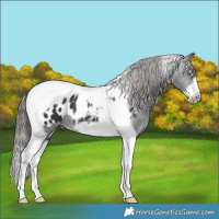 Horse Color:Black Splash Tobiano Frame Blanket 